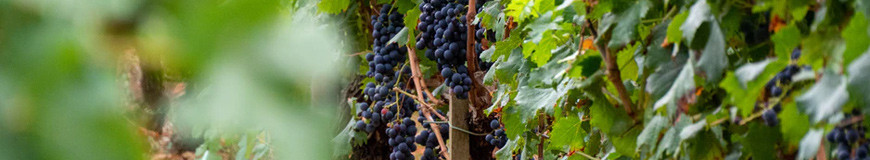 Vin rouge  d'AOC Côtes de Bordeaux / Vignerons de Puisseguin